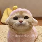 Avatar María José Valdés